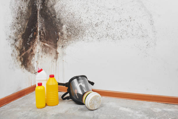 Home Mold Removal in Collinsville, VA