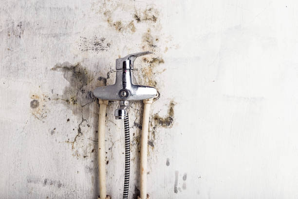 Best Mold Removal and Inspection  in Collinsville, VA