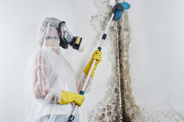 Mold Removal and Inspection in Collinsville, VA