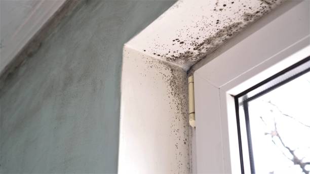 Best Mold Damage Repair  in Collinsville, VA