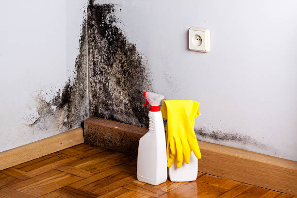Best Black Mold Removal  in Collinsville, VA