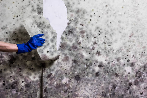 Best Commercial Mold Removal  in Collinsville, VA
