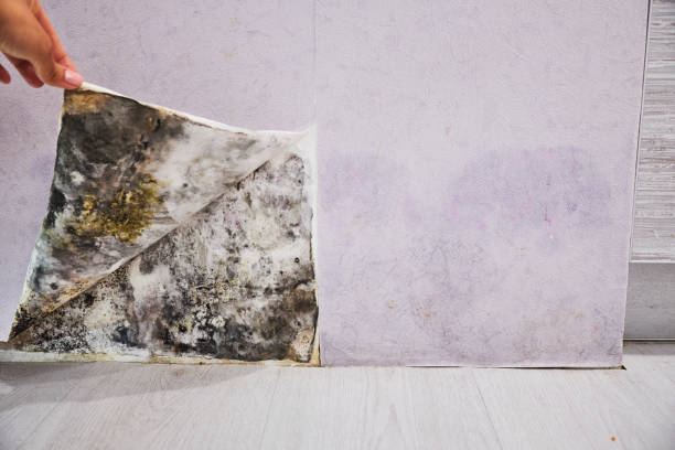 Best Mold Remediation Services  in Collinsville, VA
